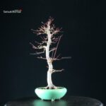 Acero Palmato Yamamomiji - immagine 7