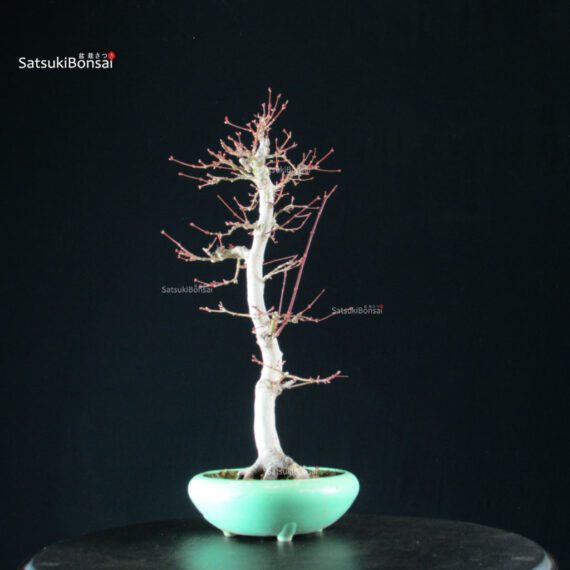 Acero Palmato Yamamomiji - immagine 7