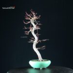 Acero Palmato Yamamomiji - immagine 8