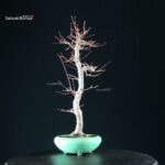 Acero Palmato Yamamomiji - immagine 9