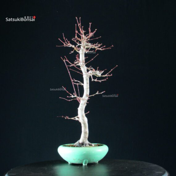 Acero Palmato Yamamomiji - immagine 9