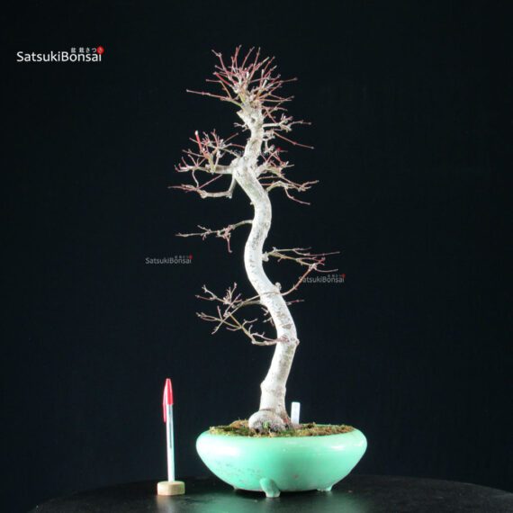 Acero Palmato Yamamomiji - immagine 6