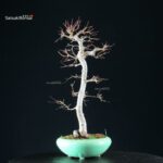 Acero Palmato Yamamomiji - immagine 7