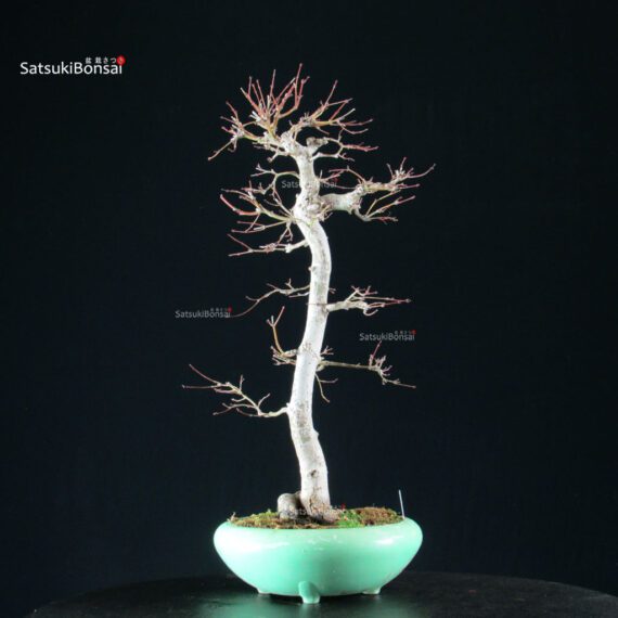 Acero Palmato Yamamomiji - immagine 7