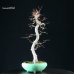 Acero Palmato Yamamomiji - immagine 8