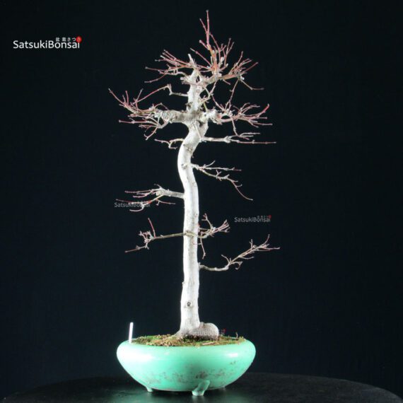 Acero Palmato Yamamomiji - immagine 9