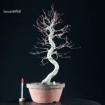 Acero Palmato Yamamomiji - immagine 9