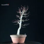 Acero Palmato Yamamomiji - immagine 10