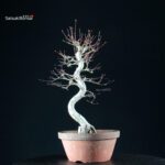 Acero Palmato Yamamomiji - immagine 11