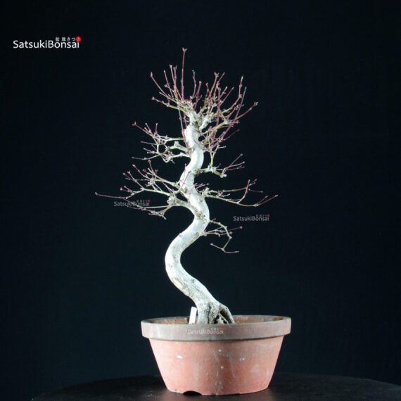 Acero Palmato Yamamomiji - immagine 11