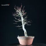 Acero Palmato Yamamomiji - immagine 12