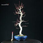 Acero Palmato Yamamomiji - immagine 6