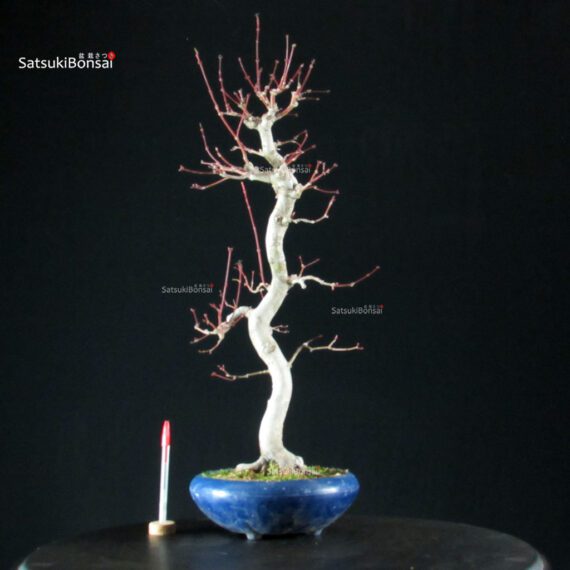 Acero Palmato Yamamomiji - immagine 6