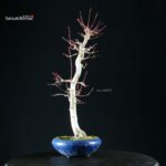 Acero Palmato Yamamomiji - immagine 7