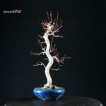 Acero Palmato Yamamomiji - immagine 8