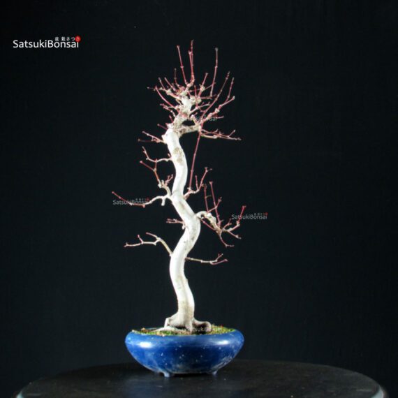 Acero Palmato Yamamomiji - immagine 8