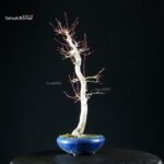 Acero Palmato Yamamomiji - immagine 9