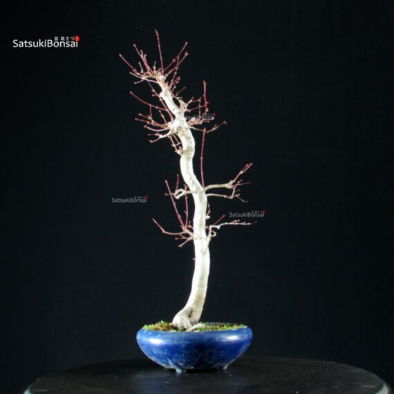 Acero Palmato Yamamomiji - immagine 9