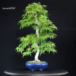 Acero Palmato Yamamomiji - immagine 2