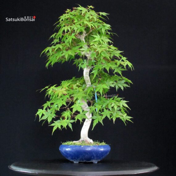 Acero Palmato Yamamomiji - immagine 2