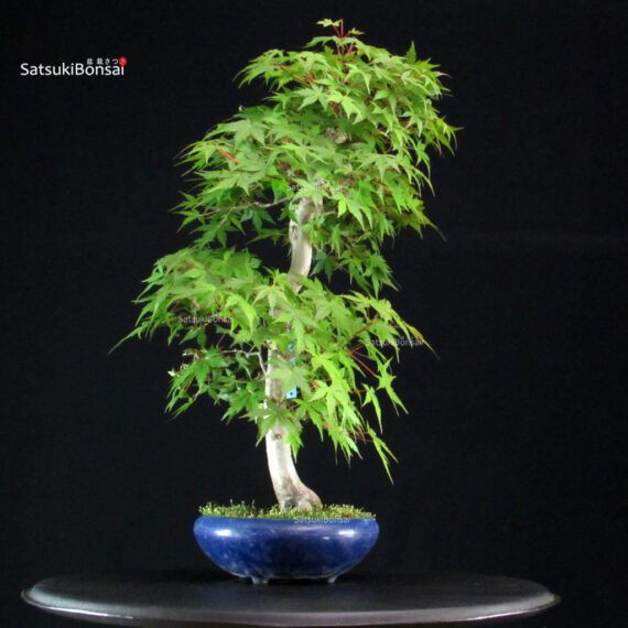 Acero Palmato Yamamomiji - immagine 3