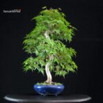 Acero Palmato Yamamomiji - immagine 4