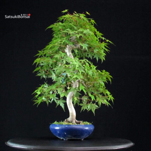 Acero Palmato Yamamomiji - immagine 4