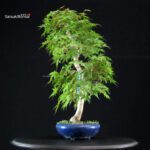 Acero Palmato Yamamomiji - immagine 5