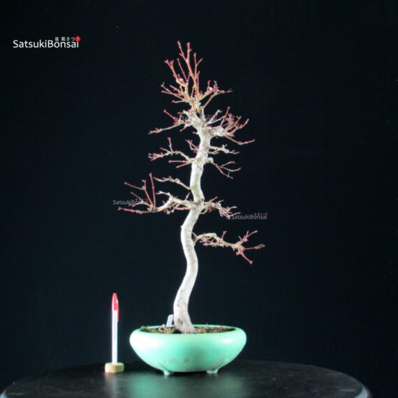 Acero Palmato Yamamomiji - immagine 5