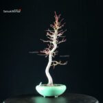 Acero Palmato Yamamomiji - immagine 6