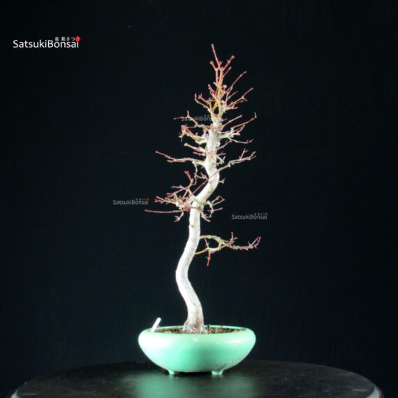 Acero Palmato Yamamomiji - immagine 6