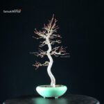 Acero Palmato Yamamomiji - immagine 7