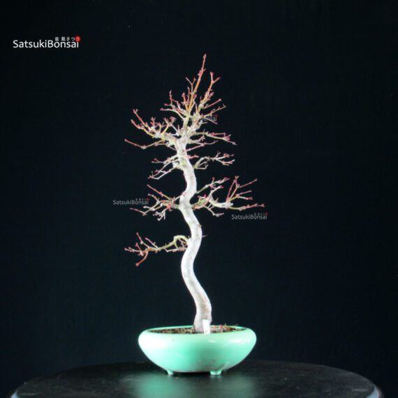 Acero Palmato Yamamomiji - immagine 7