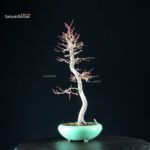 Acero Palmato Yamamomiji - immagine 8