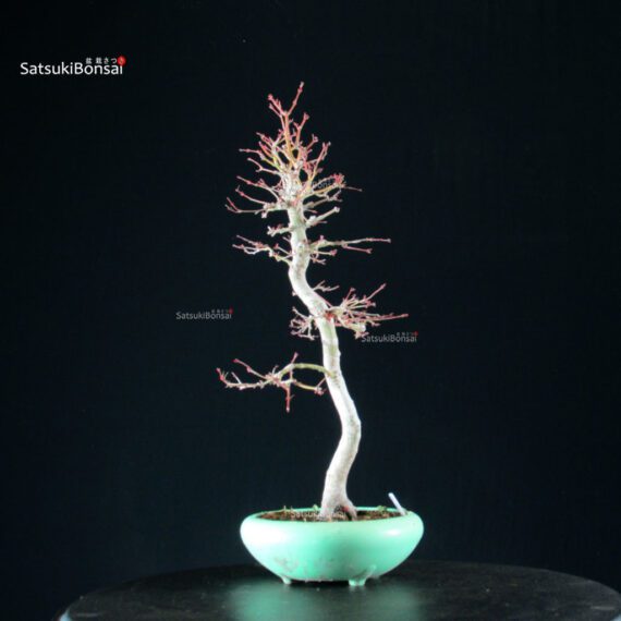 Acero Palmato Yamamomiji - immagine 8