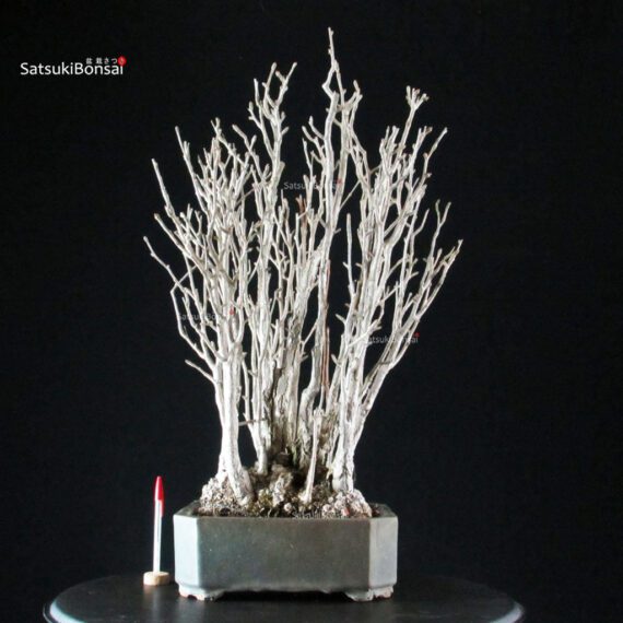 Ginkgo Biloba - immagine 1