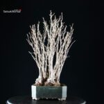 Ginkgo Biloba - immagine 2