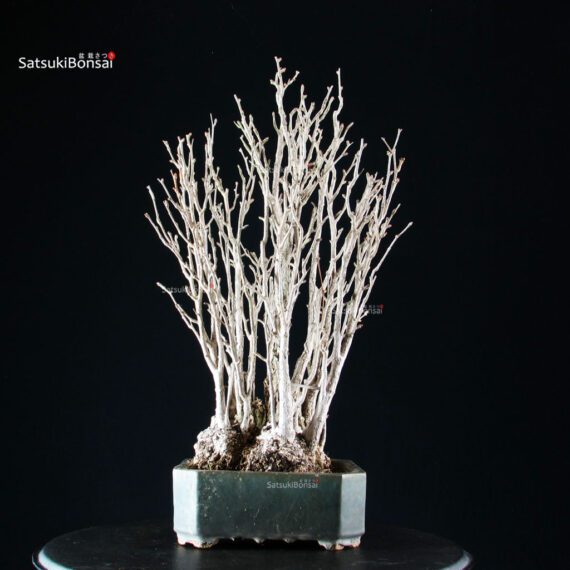 Ginkgo Biloba - immagine 2