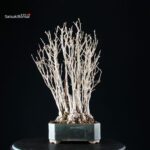 Ginkgo Biloba - immagine 4