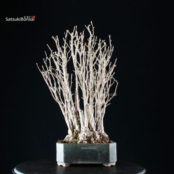 Ginkgo Biloba - immagine 4