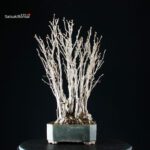 Ginkgo Biloba - immagine 3