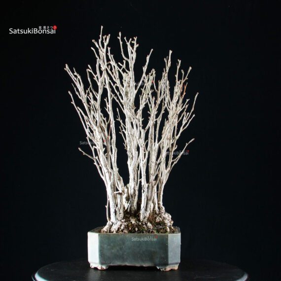 Ginkgo Biloba - immagine 3