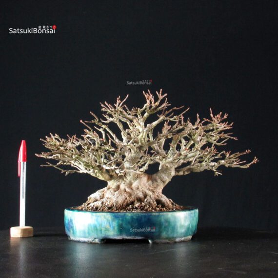Acer Buergerianum - Kaede shohin VENDUTO - immagine 5