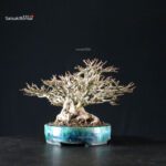 Acer Buergerianum - Kaede shohin VENDUTO - immagine 6