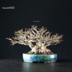 Acer Buergerianum - Kaede shohin VENDUTO - immagine 7