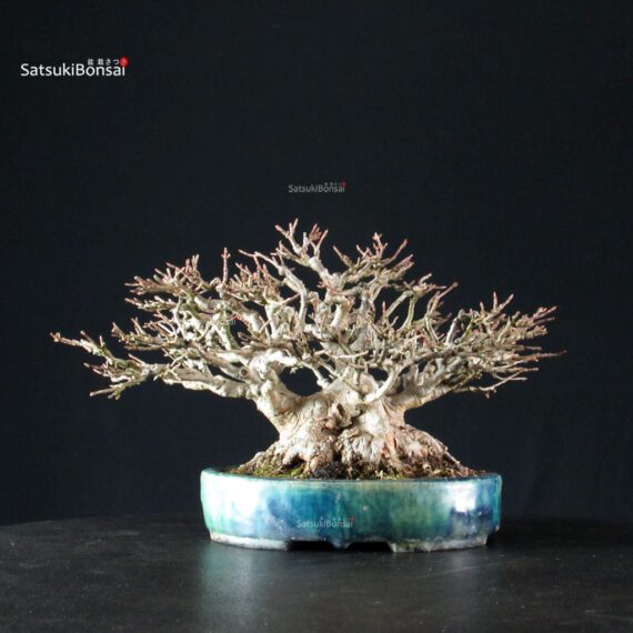 Acer Buergerianum - Kaede shohin VENDUTO - immagine 7