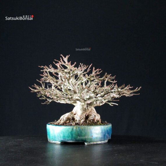 Acer Buergerianum - Kaede shohin VENDUTO - immagine 8