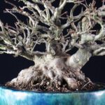 Acer Buergerianum - Kaede shohin VENDUTO - immagine 9