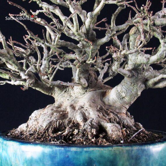 Acer Buergerianum - Kaede shohin VENDUTO - immagine 9