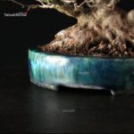 Acer Buergerianum - Kaede shohin VENDUTO - immagine 10
